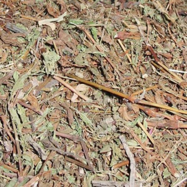 正宗蓼科蓼辣全草蓼草