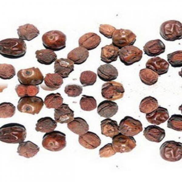 功劳子枸骨果实枸骨子