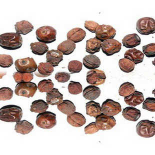 功劳子枸骨果实枸骨子