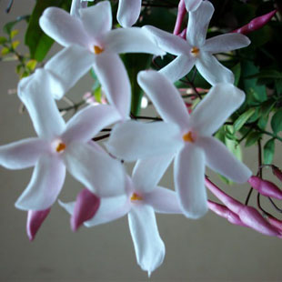 素馨花正宗野生鸡爪花