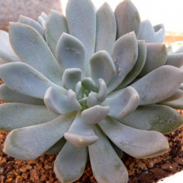 精选风车草野生石莲花