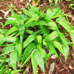 碎骨子 山鸡米 金鸡米