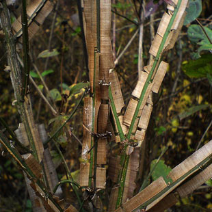 鬼箭羽芸杨鬼箭神箭羽