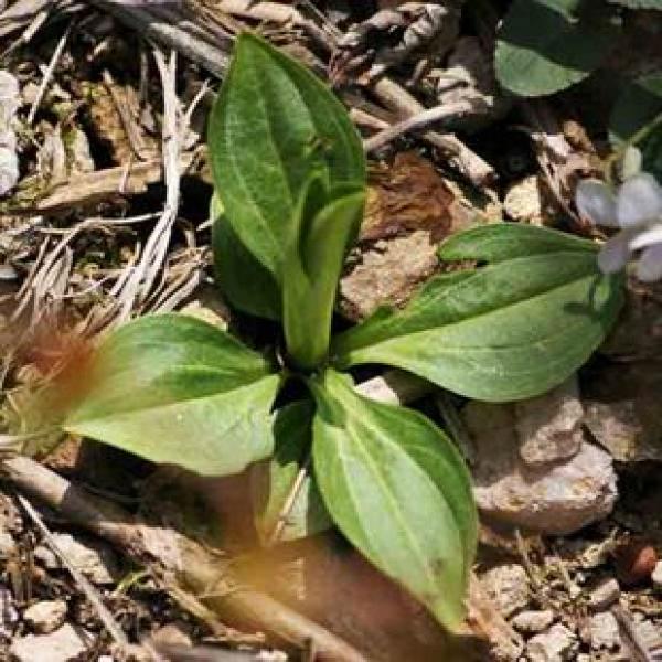 獐牙菜优质正宗紫花当