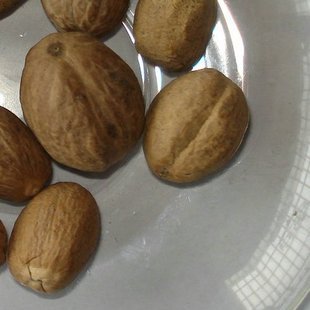 肉豆蔻肉果顶头肉玉果