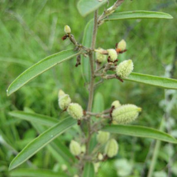 山芝麻 岗脂麻 山油麻