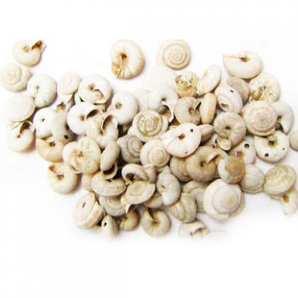 优质精选正宗葡萄蜗牛