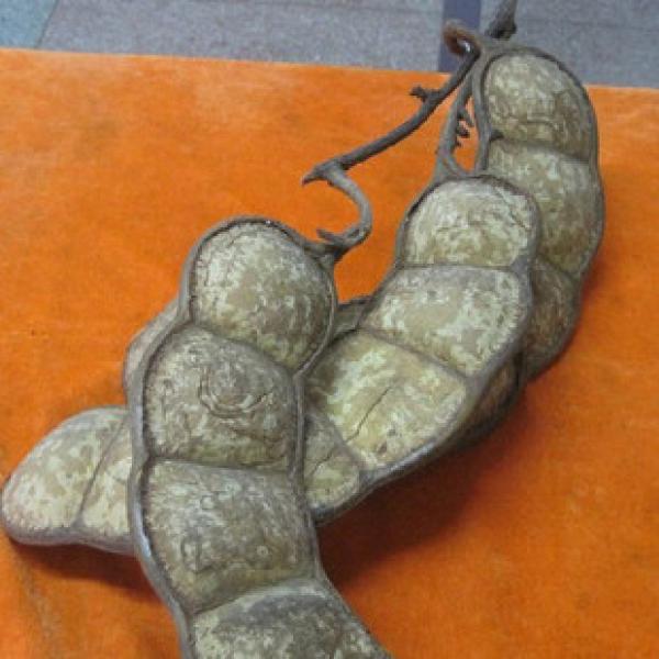 正宗大个皂角野生皂角