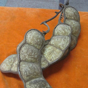 正宗大个皂角野生皂角