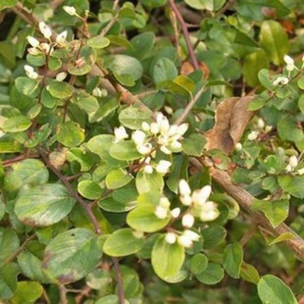 铁包金 老鼠耳 乌龙根