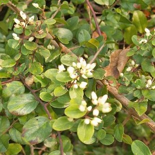 铁包金 老鼠耳 乌龙根