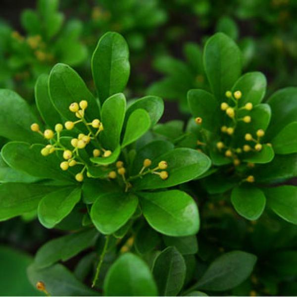 木兰花植物玉兰的花蕾