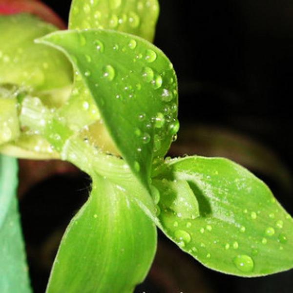 竹叶竹节菜三角鸭仔草