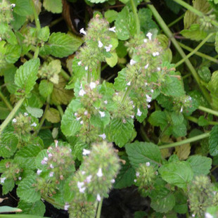 精选花草茶野生马鞭草