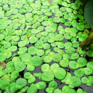 浮萍草干精选青萍全草