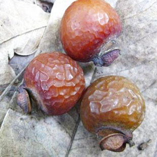 木患子 苦患树 黄目子