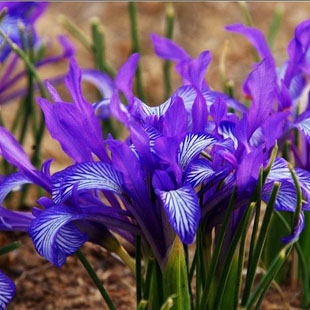 蝴蝶花紫菊马兰花干花