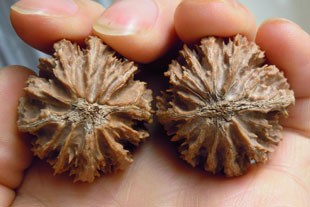 文玩核桃精选货矮桩灯笼