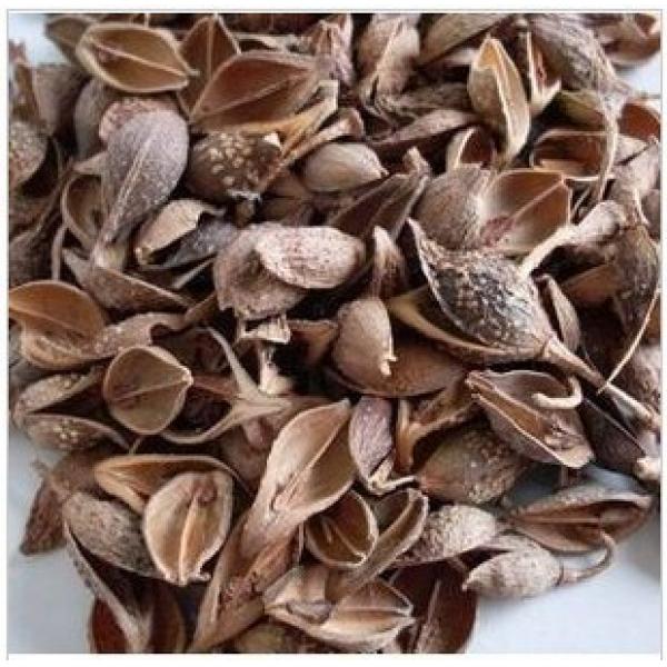 正宗伏牛山纯野生连翘