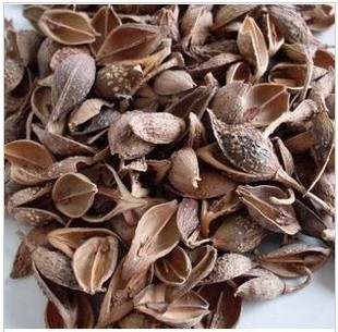 正宗伏牛山纯野生连翘