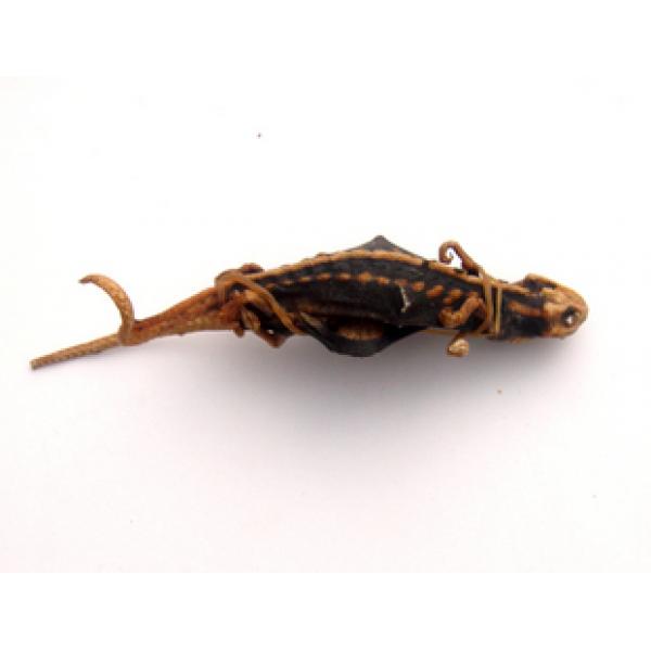 泡酒酒材野生海狗鱼干