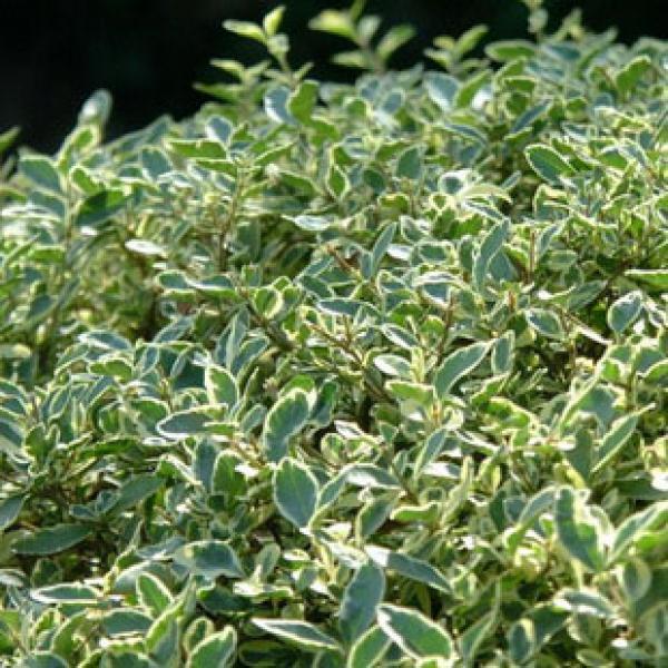 精选特优持悉茗满天星