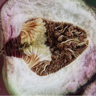 精选木莲馒头优质木馒头