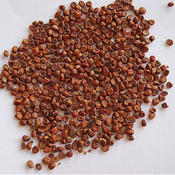 马蔺子精选野生马莲子