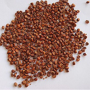 马蔺子精选野生马莲子