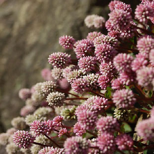 头花蓼野生头花蓼干花