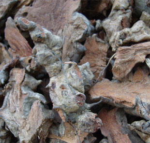 菝葜精选金刚刺金刚藤