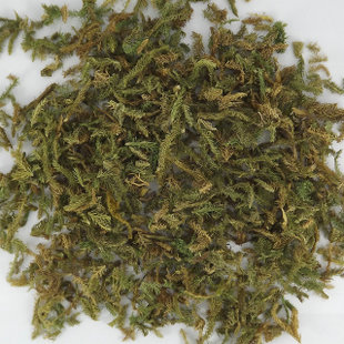 伸筋草凤尾野生舒筋草