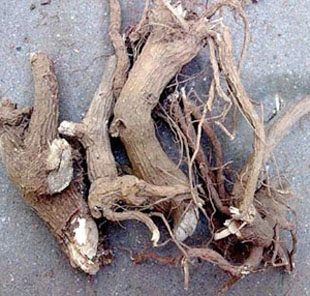 走马胎大叶大紫背金牛