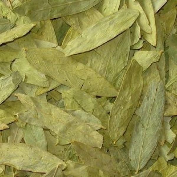 纯野生特级番泻叶茶