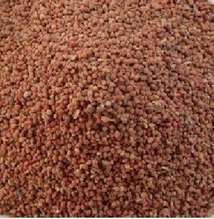 正宗野生褚实米角树子