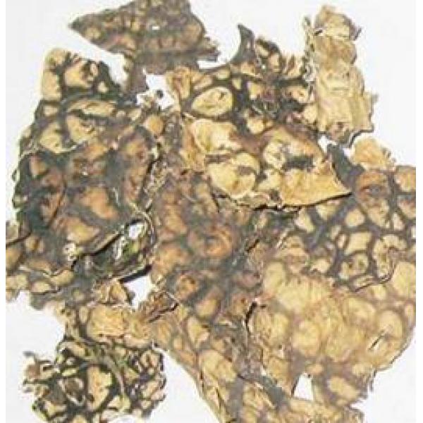 老龙七 石龙衣 网肺衣