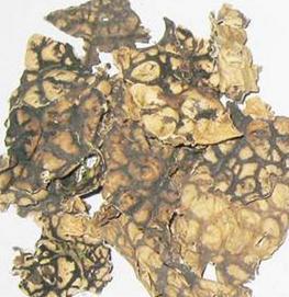 老龙七 石龙衣 网肺衣