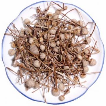 谷精草精选优质谷精珠