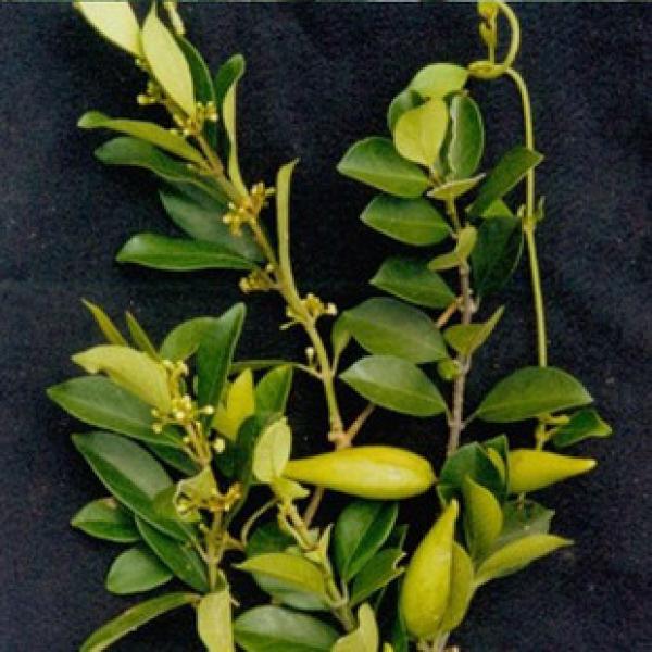 匙羹藤正宗野生金刚藤