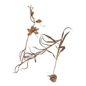 精选正宗纯野生贝母花