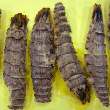 美味管虾琴虾虾姑干货