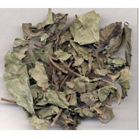 紫金牛 平地木 矮地茶