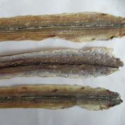 精选东海纯晒干沙鳗鲞