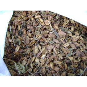 梧桐花山梧桐臭梧桐花