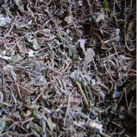 野花生荷猪草铃铃草干