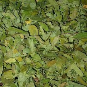 相思叶山甘草寸节七草