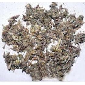 追骨风绒毛鼠耳佛耳草