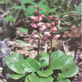 鹿蹄紫背金牛草鹿衔草