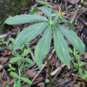 鸭脚木 汉桃叶 七加皮