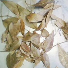 正宗南烛叶精选南烛叶